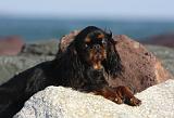 KING CHARLES SPANIEL 057